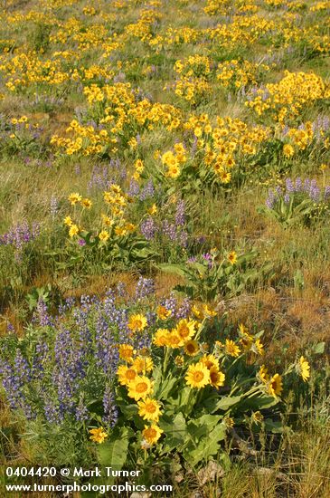 Arrow-leaved Balsamroot & Sulphur Lupines carpet hillside