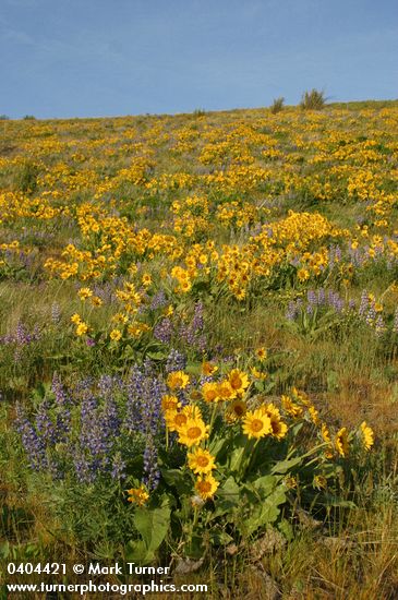 Arrow-leaved Balsamroot & Sulphur Lupines carpet hillside