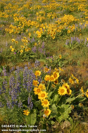 Arrow-leaved Balsamroot & Sulphur Lupines carpet hillside