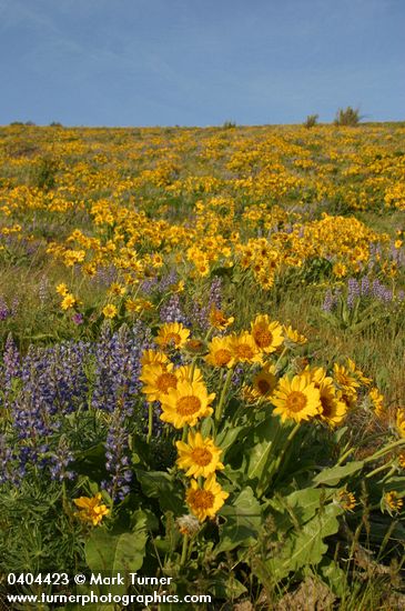 Arrow-leaved Balsamroot & Sulphur Lupines carpet hillside