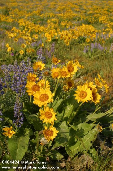 Arrow-leaved Balsamroot & Sulphur Lupines carpet hillside