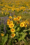 Arrow-leaved Balsamroot & Sulphur Lupines carpet hillside