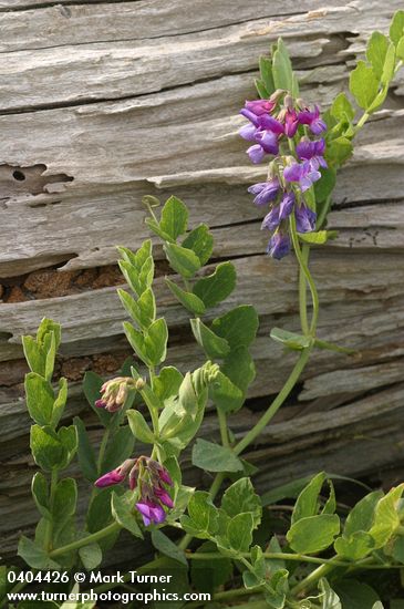 Beach Pea against driftwood log