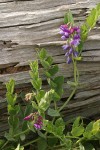 Beach Pea against driftwood log