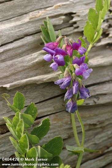 Beach Pea against driftwood log