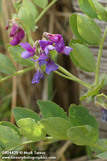 Beach Pea blossoms & foliage