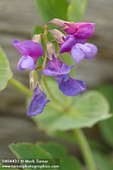 Beach Pea blossoms & foliage detail