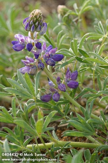Seashore Lupine blossoms & foliage