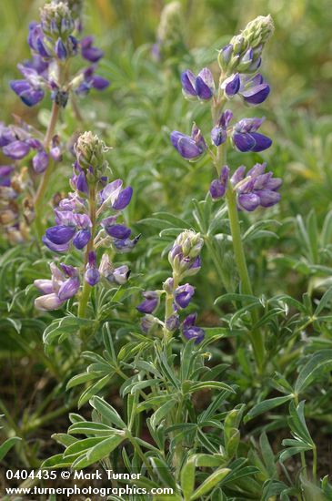 Seashore Lupine blossoms & foliage
