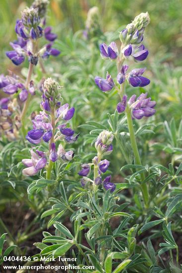 Seashore Lupine