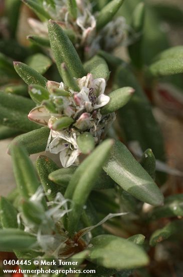 Beach Knotweed blossoms & foliage detail