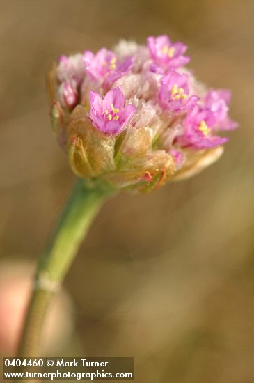 Sea Pink blossoms detail