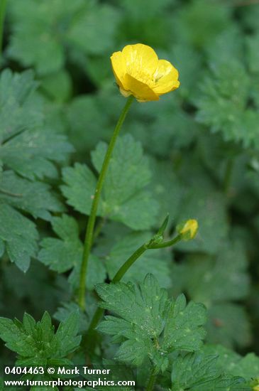 Creeping Buttercup