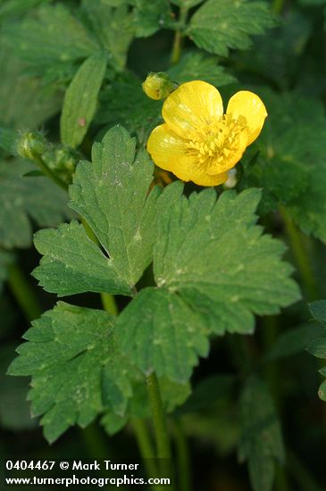 Creeping Buttercup blossom & foliage detail
