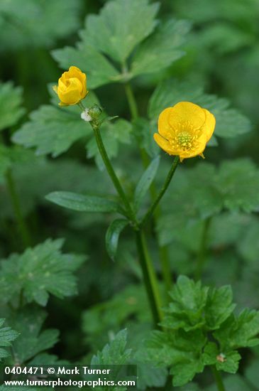 Creeping Buttercup