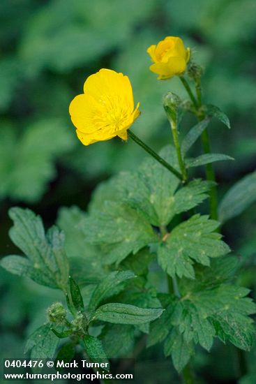 Creeping Buttercup blossom & foliage detail