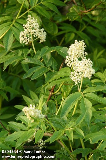 Red Elderberry blossoms & foliage