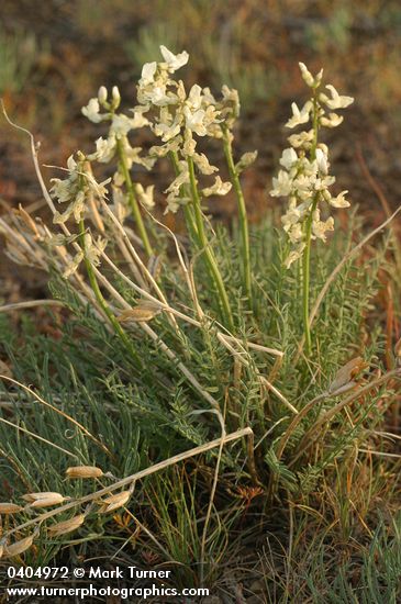 Yakima Milkvetch w/ previous year's seed pods