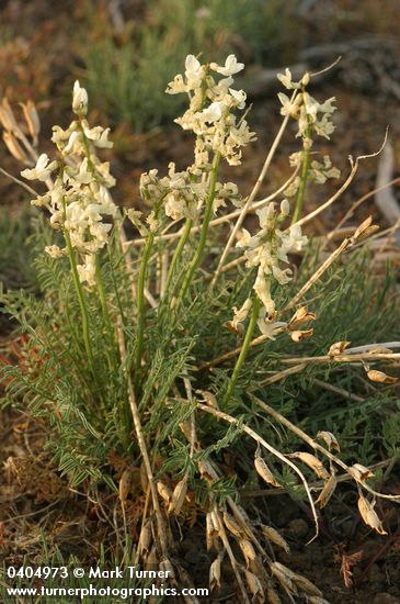 Yakima Milkvetch w/ previous year's seed pods