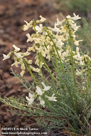 Yakima Milkvetch