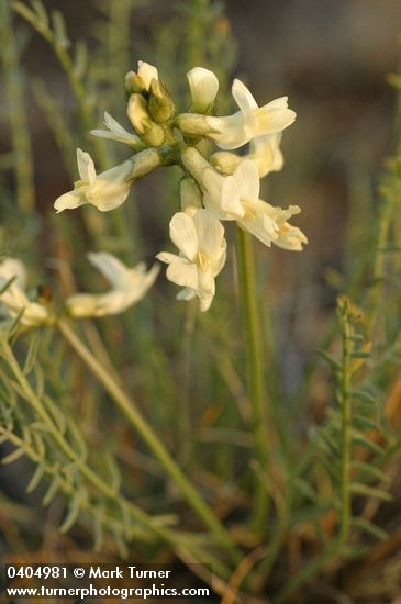 Yakima Milkvetch blossoms & foliage