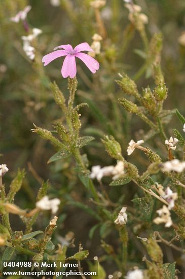 Showy Phlox at end of bloom with lingering blossom