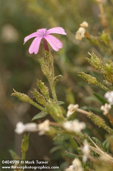 Showy Phlox at end of bloom with lingering blossom