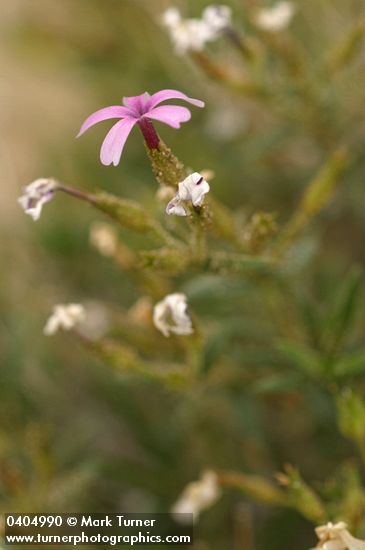 Showy Phlox at end of bloom with lingering blossom