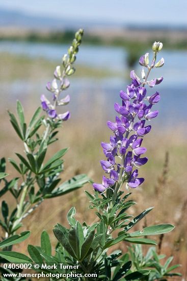 Streambank Lupine w/ Columbia R soft bkgnd