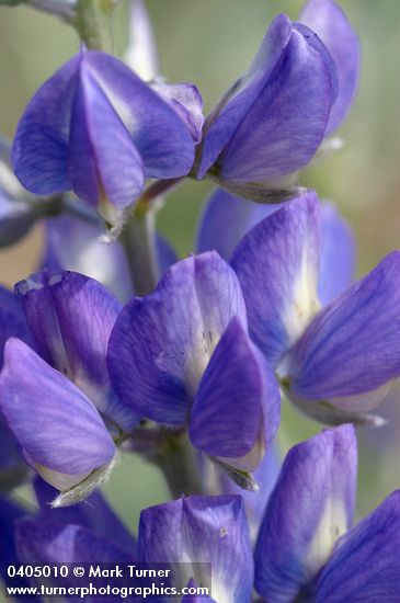 Streambank Lupine blossoms detail