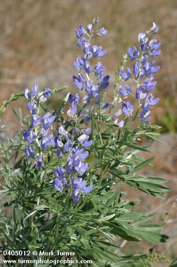 Streambank Lupine