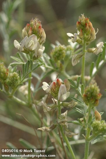 Buckwheat Milkvetch blossoms & foliage