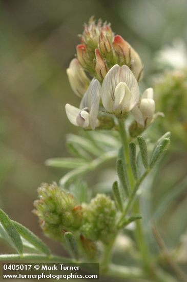 Buckwheat Milkvetch blossoms & foliage detail