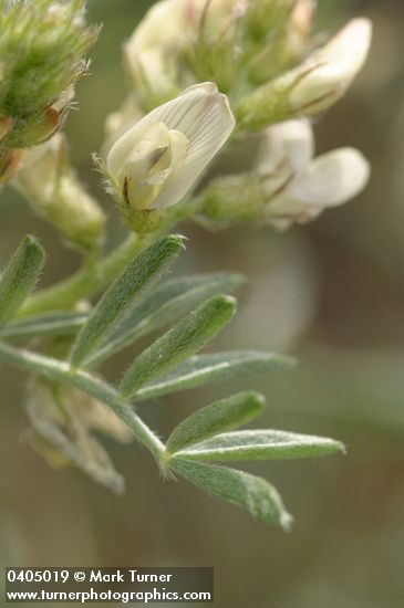 Buckwheat Milkvetch blossoms & foliage detail
