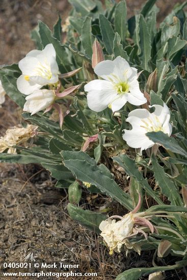 Tufted Evening Primrose