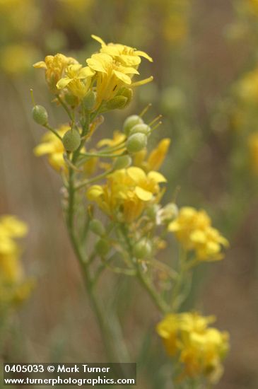 Douglas' Bladder Pod blossoms