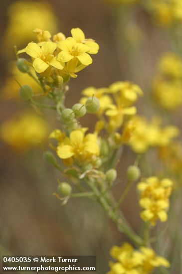 Douglas' Bladder Pod blossoms & immature fruit