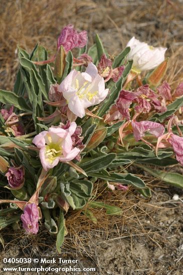 Tufted Evening Primrose