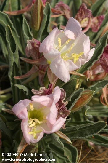 Tufted Evening Primrose blossoms & foliage