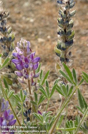 Dry-ground Lupine blossoms, foliage, immature fruit