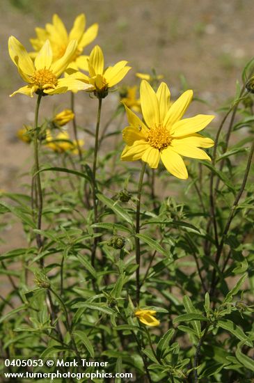 Cusick's Sunflower blossoms & foliage