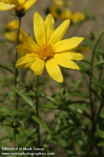 Cusick's Sunflower blossom & foliage