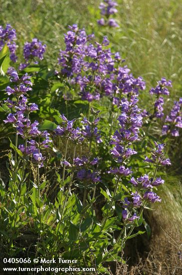Sticky-stem Penstemon