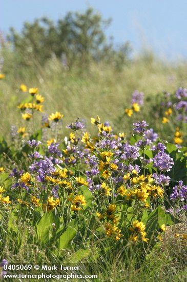 Sticky-stem Penstemon w/ Carey's Balsamroot