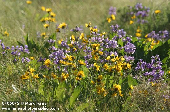 Sticky-stem Penstemon w/ Carey's Balsamroot