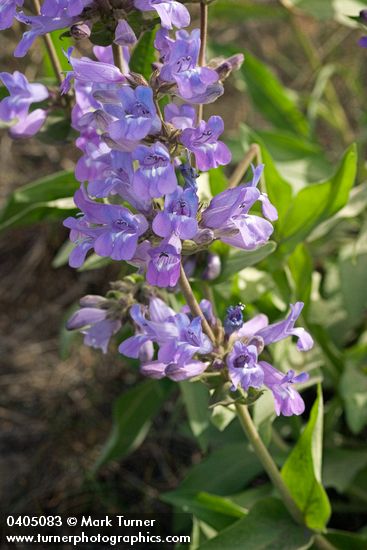 Sticky-stem Penstemon