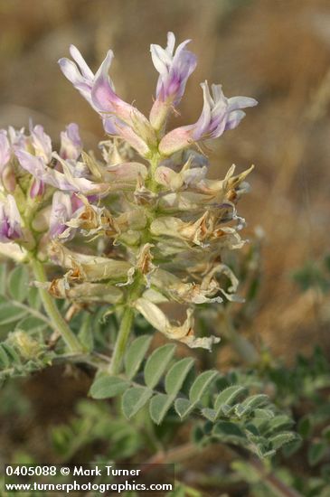 Columbia Milk Vetch blossoms & foliage