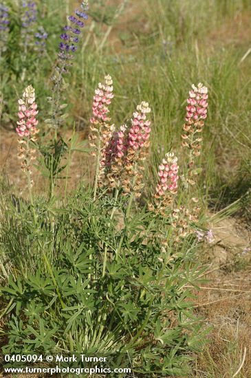 Pink form Bingen Lupine