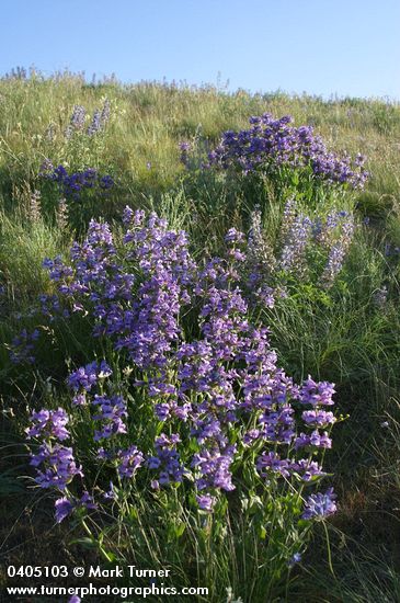 Sticky-stem Penstemon in meadow under blue sky