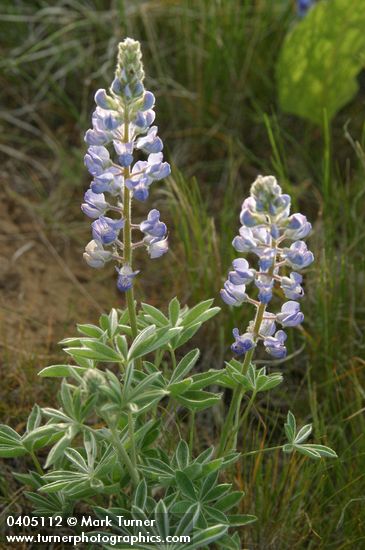 Silvery Lupine